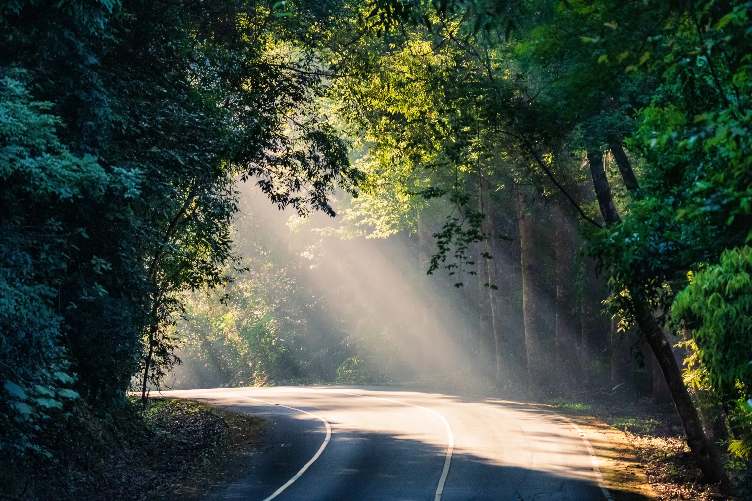 Sunlight,shines,through,the,branches,and,hits,the,ground.